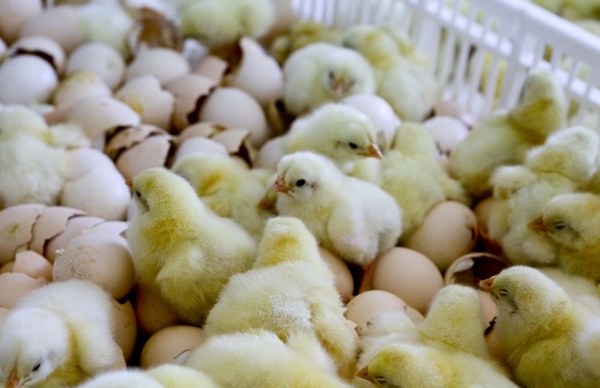 В Нижегородской области подешевели куриные яйца и мясо птицы